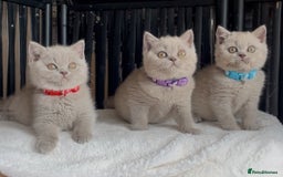 British Shorthair cats for sale: Beautiful Lilac BSH champion Line kittens - Image 3
