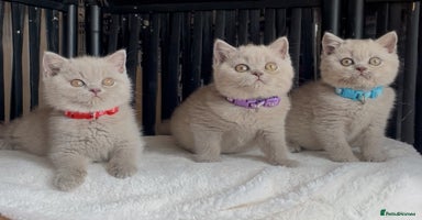 British Shorthair cats - Advert 6