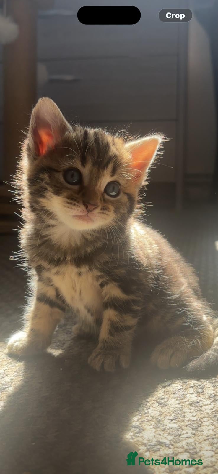 Mixed Breed cats Two kittens ready to go to their loving homes - Advert 1