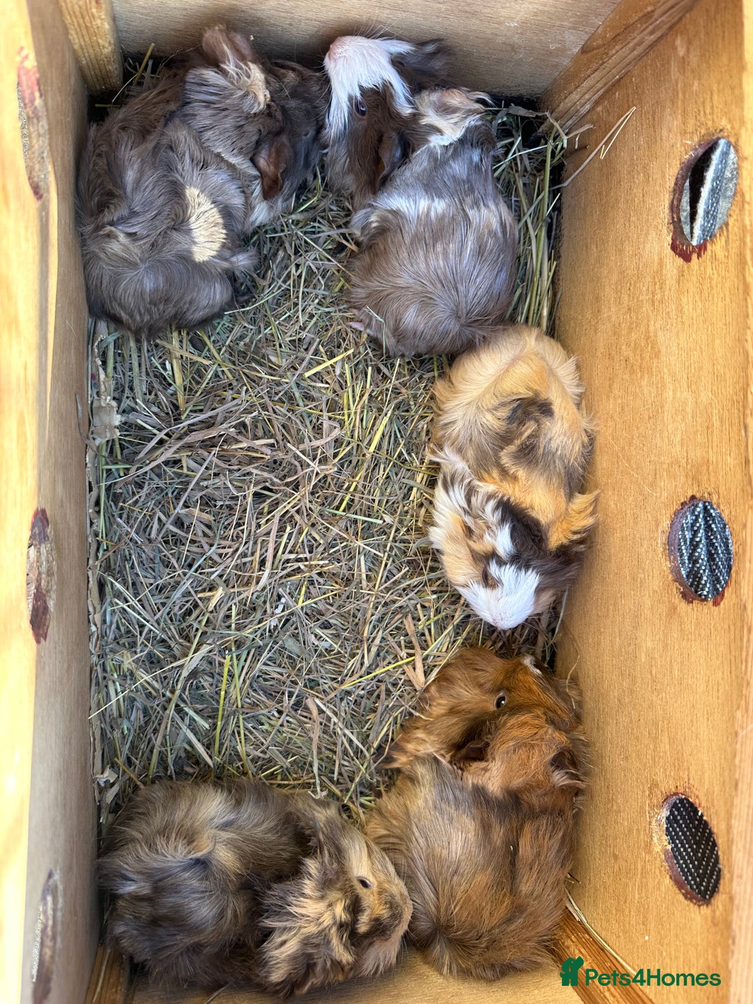 Guinea Pig rodents for sale: 5 pretty female guinea pigs. - Advert 2
