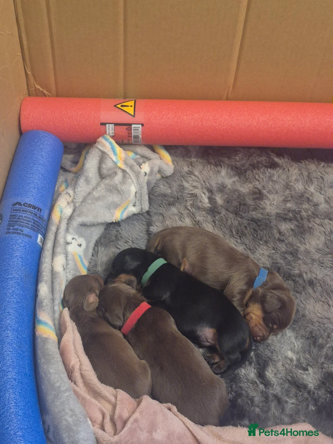 Miniature Dachshund dogs for sale: Introducing Daphne and her 5 beautiful pups. in Helensburgh - Advert 2