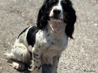 Cocker Spaniel dogs - Advert 38