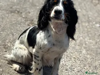 Cocker Spaniel dogs Proven full health tested cocker spaniel stud - Advert 9