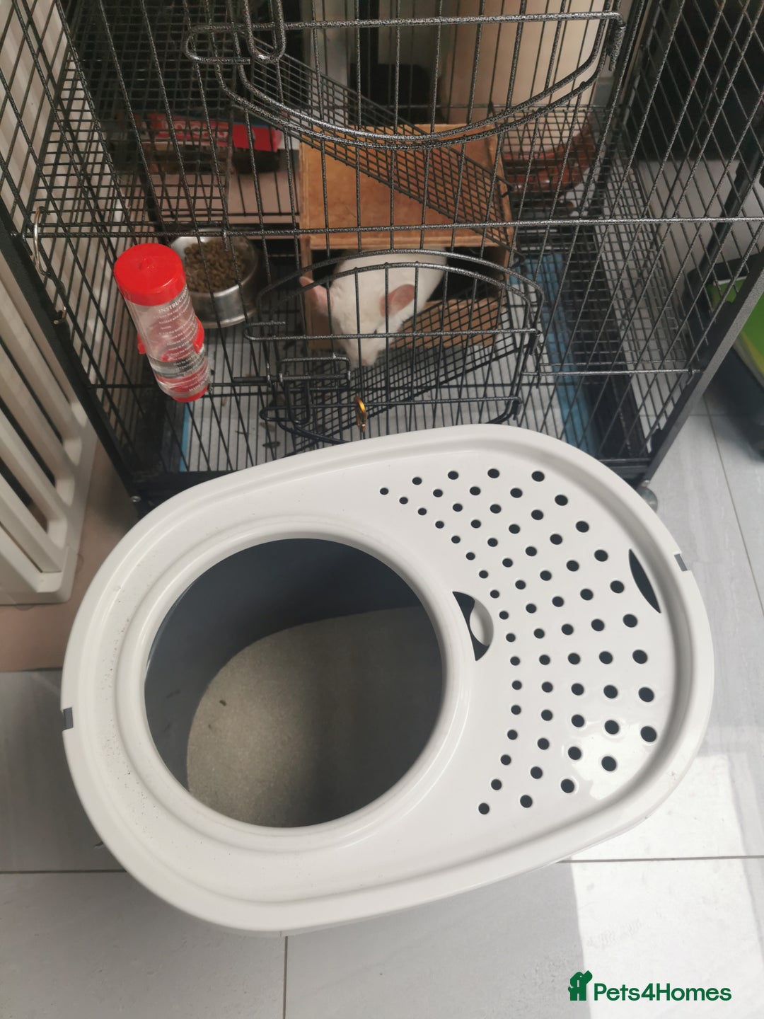 Chinchilla rodents for sale: ❄️Beautiful Pink White Chinchilla with Red Eyes❄️ - Advert 11