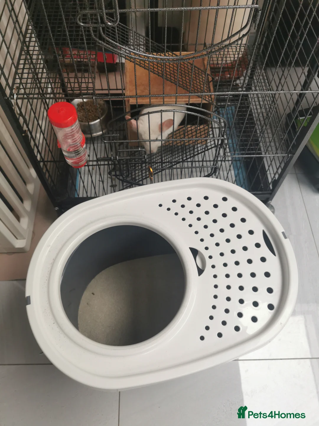 Chinchilla rodents for sale: ❄️Beautiful Pink White Chinchilla with Red Eyes❄️ - Advert 11