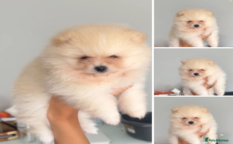 Pomeranian dogs - Advert 1