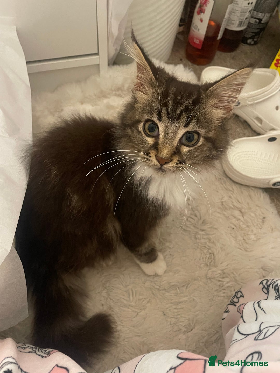 Maine Coon cats for sale: Beautiful Male Mainecoon  - Image 4