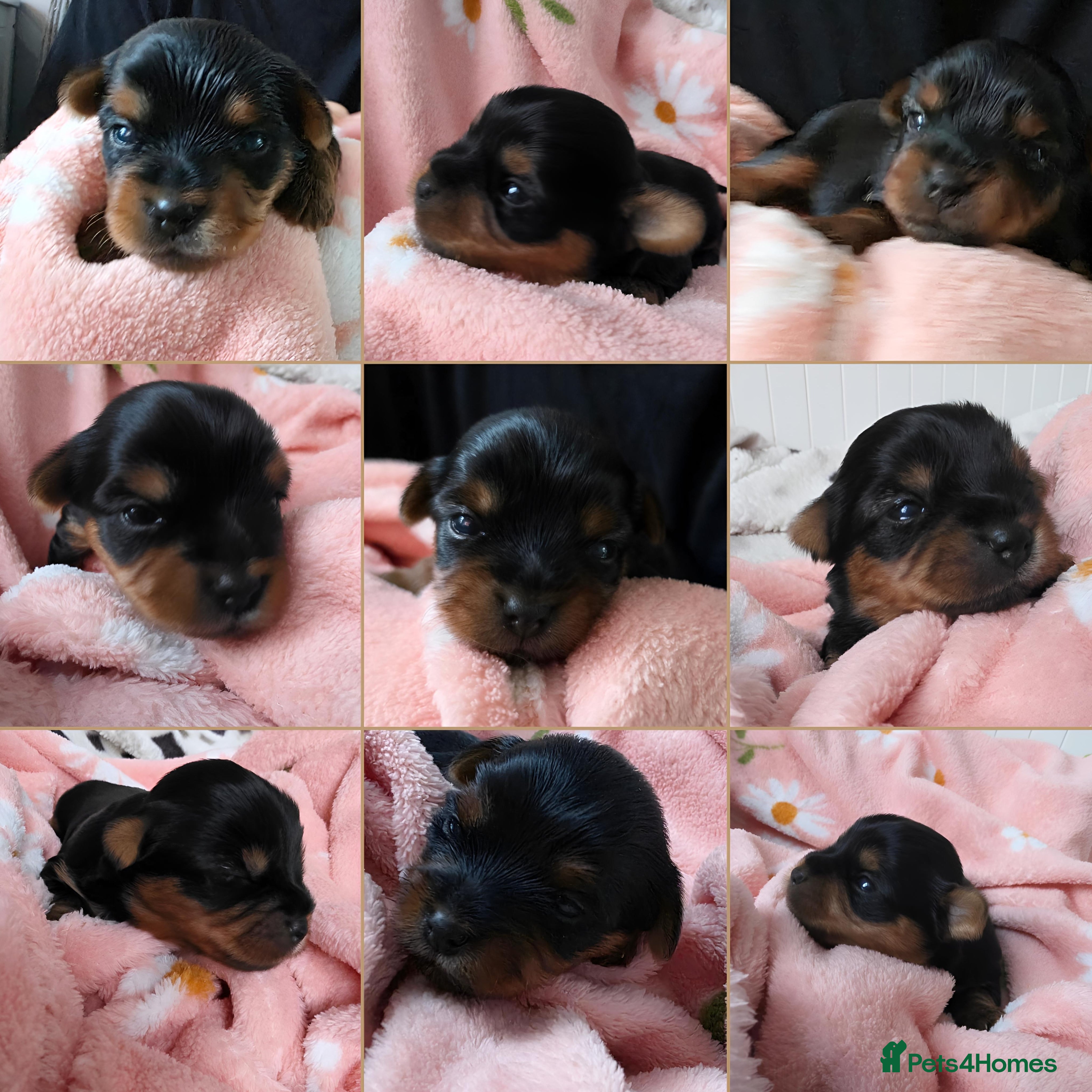 Yorkshire Terrier dogs Yorkshire terrier❤️🐶Kc.reg.Pedigree🐶🐶🐶 - Advert 1