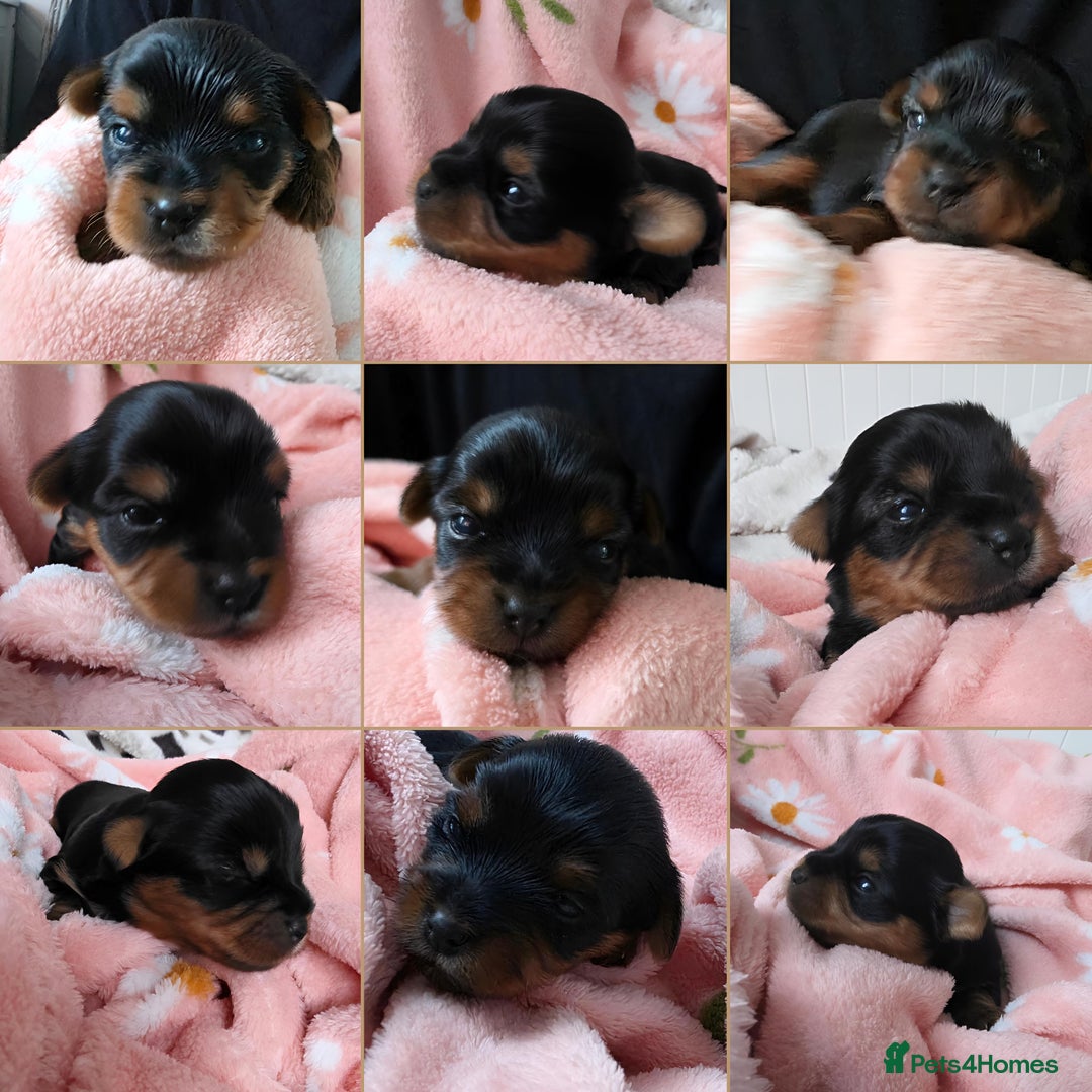 Yorkshire Terrier dogs for sale:  KC Yorkie Puppies🐶❤️ Sired by English Champion🏆 - Advert 1