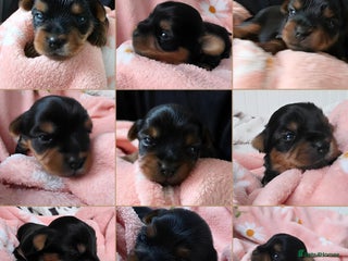 Yorkshire Terrier dogs Yorkshire terrier❤️🐶Kc.reg.Pedigree🐶🐶🐶 - Advert 1