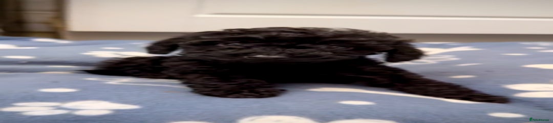 SOLD Miniature Poodle black boy