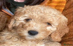 Labradoodle dogs for sale: Last two! Beautiful F3b Labradoodle Puppies - Image 31
