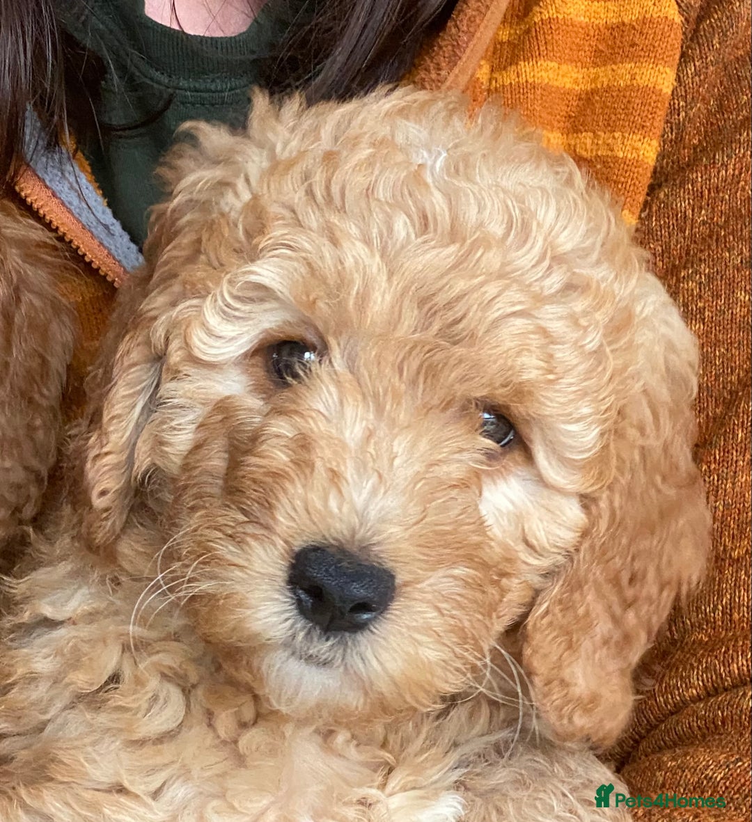 Labradoodle dogs for sale: Last two! Beautiful F3b Labradoodle Puppies - Image 31