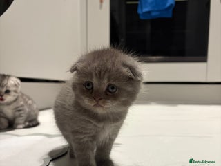 Scottish Fold cats LAST 1 GIRLS Scottish Folder&Straight kittens - Advert 15