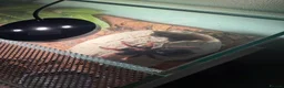 Tarantulas invertebrates for sale: Juvenile Female Mexican Fireleg Tarantula - Advert 2