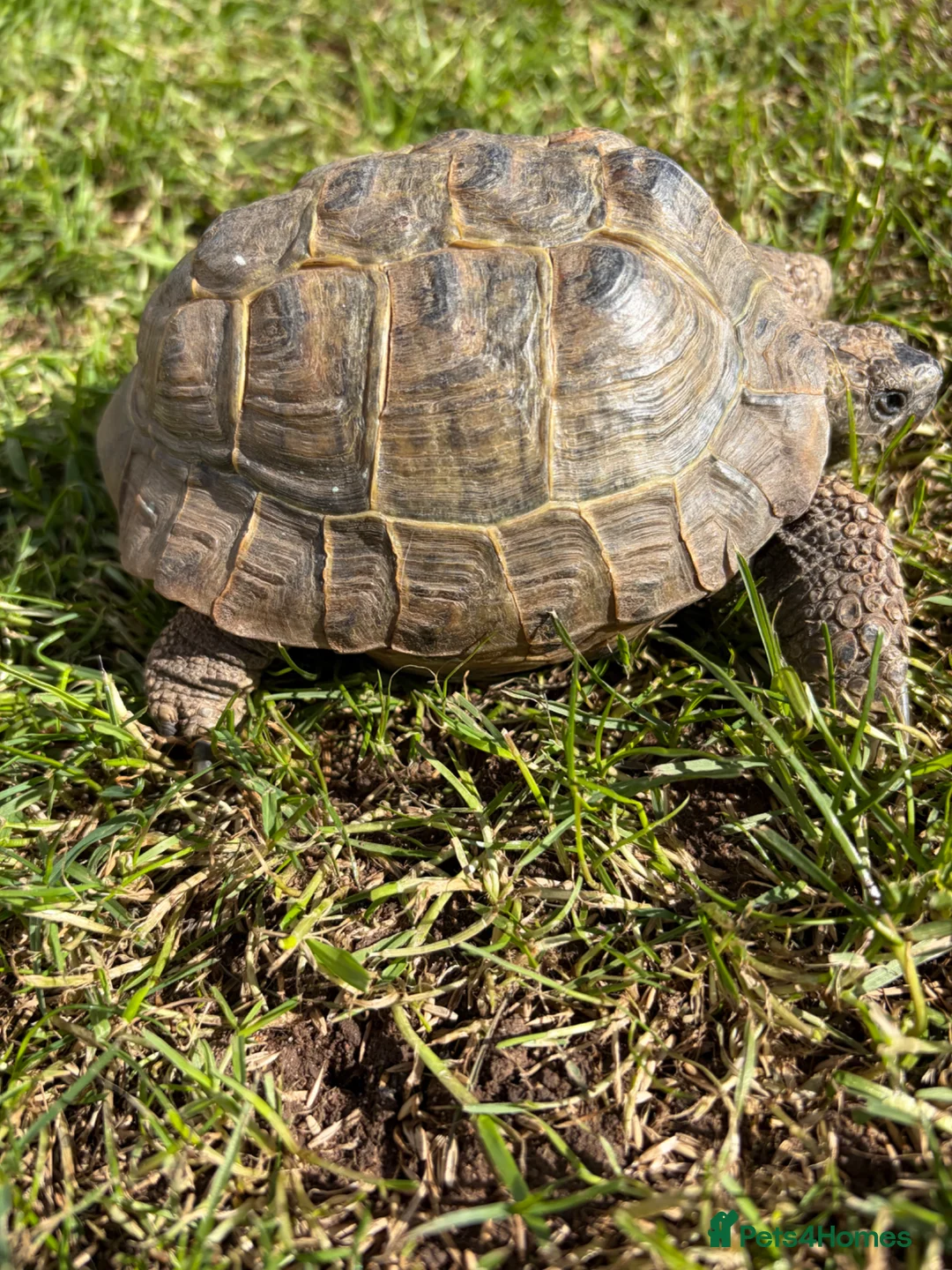 Tortoise reptiles for sale: Male Horsfields tortoise  in Ellesmere Port - Advert 3