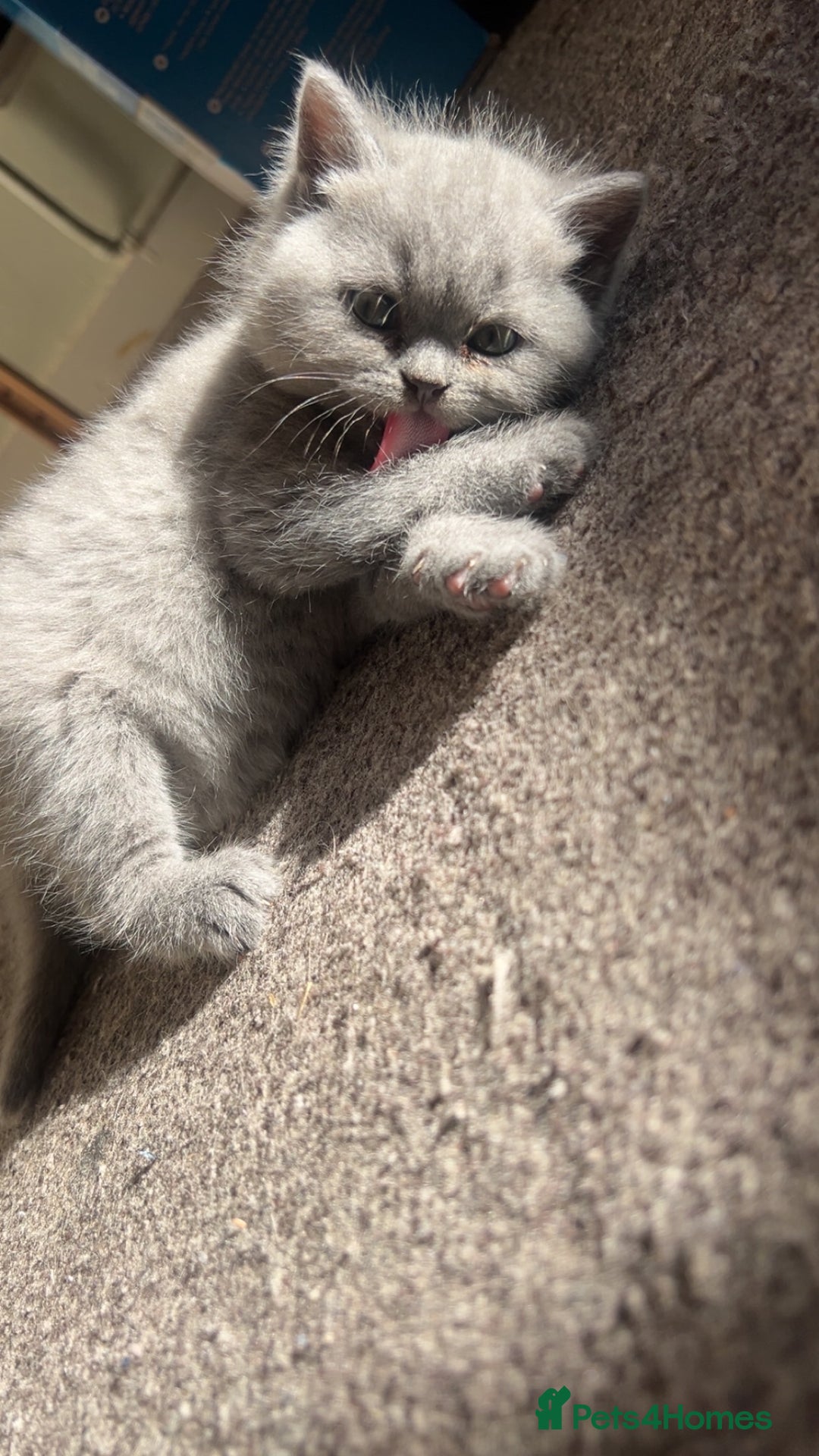 British Shorthair cats for sale: British Shorthair kittens - Advert 18