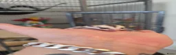Sugar Glider rodents for sale: Baby sugar gliders  in London - Advert 4