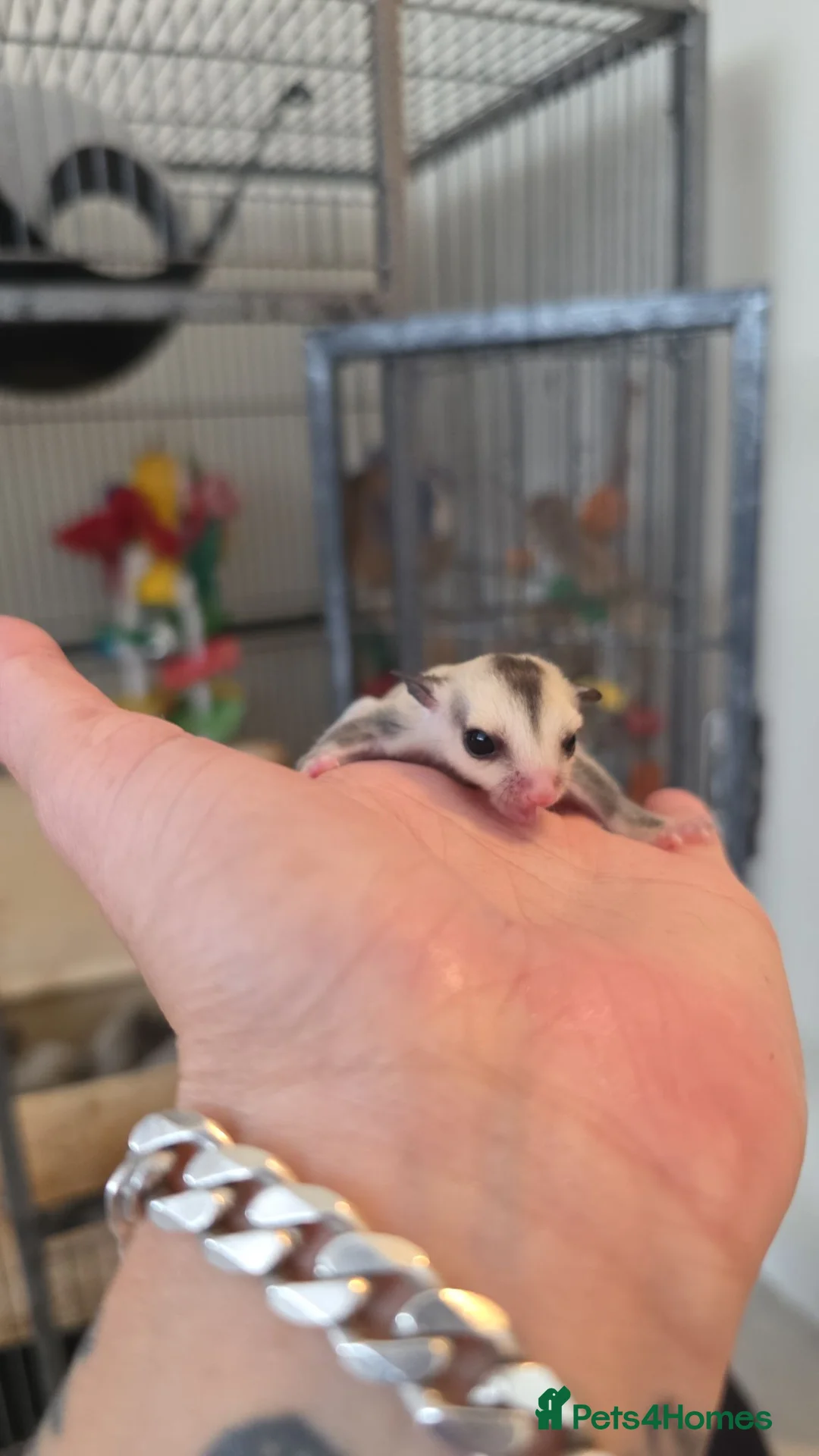 Sugar Glider rodents for sale: Baby sugar gliders  in London - Advert 4
