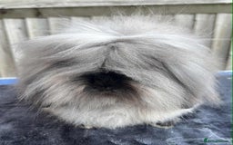 Mini Lion Lop rabbits for sale: Double mane lionlops ready now - Image 15