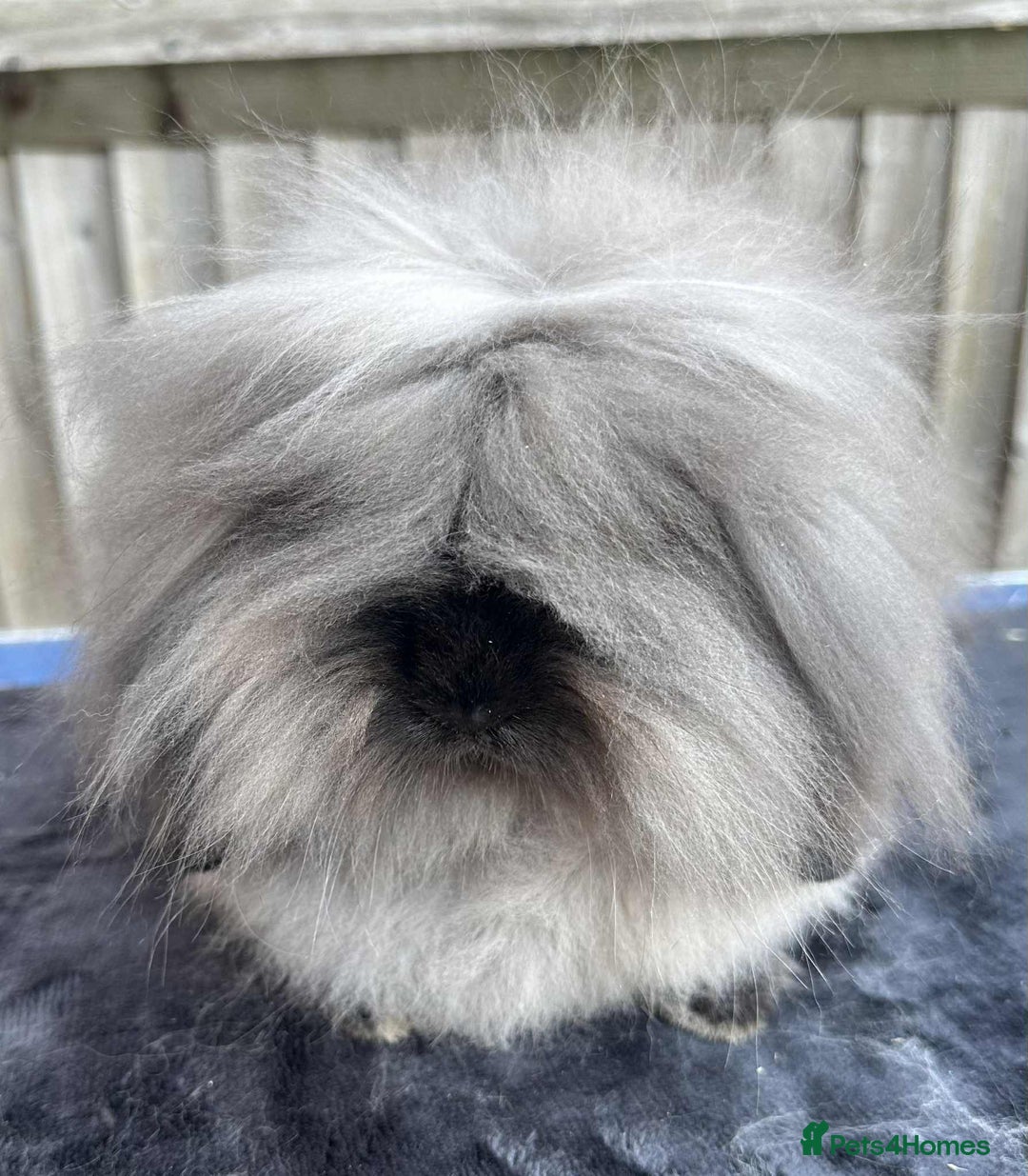 Mini Lion Lop rabbits for sale: Double mane lionlops ready now - Image 15