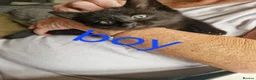 Mixed Breed cats for sale: Kittens  - Advert 5