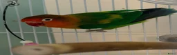 Lovebirds birds for sale: Pair of Beautiful Bonded Lovebirds with Large Cage in Carshalton - Advert 6