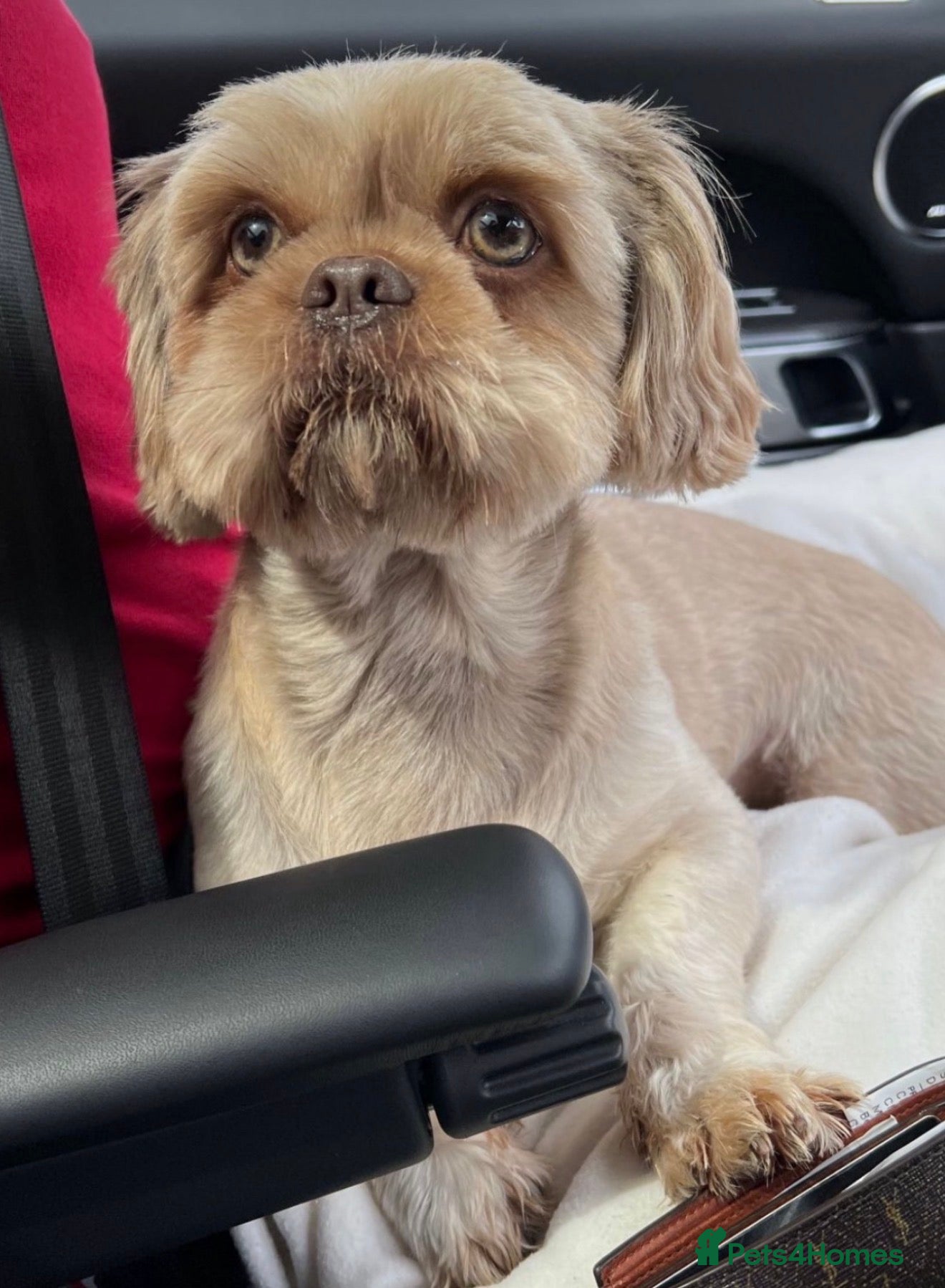 Shih Tzu dogs 🩵💙Mr Shelby - KC Shih Tzu Stud💙🩵 - Advert 2