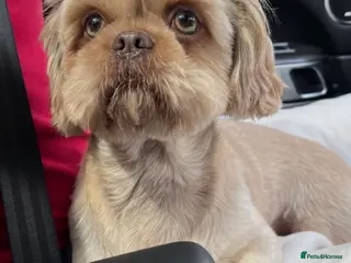 Shih Tzu dogs for stud: 🩵💙Mr Shelby - KC Shih Tzu Stud💙🩵 - Advert 4