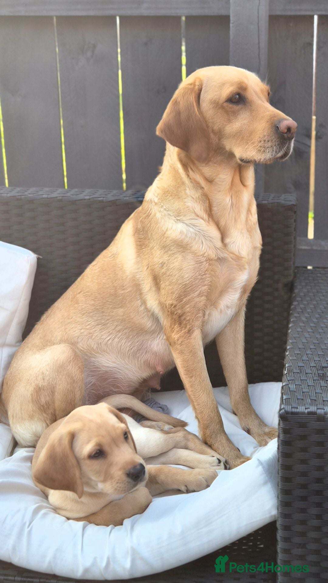 Labrador Retriever dogs 1 beautiful kc labrador boy - Advert 14
