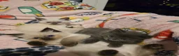 Ragdoll cats for sale: Gorgeous half ragdolls - Advert 10