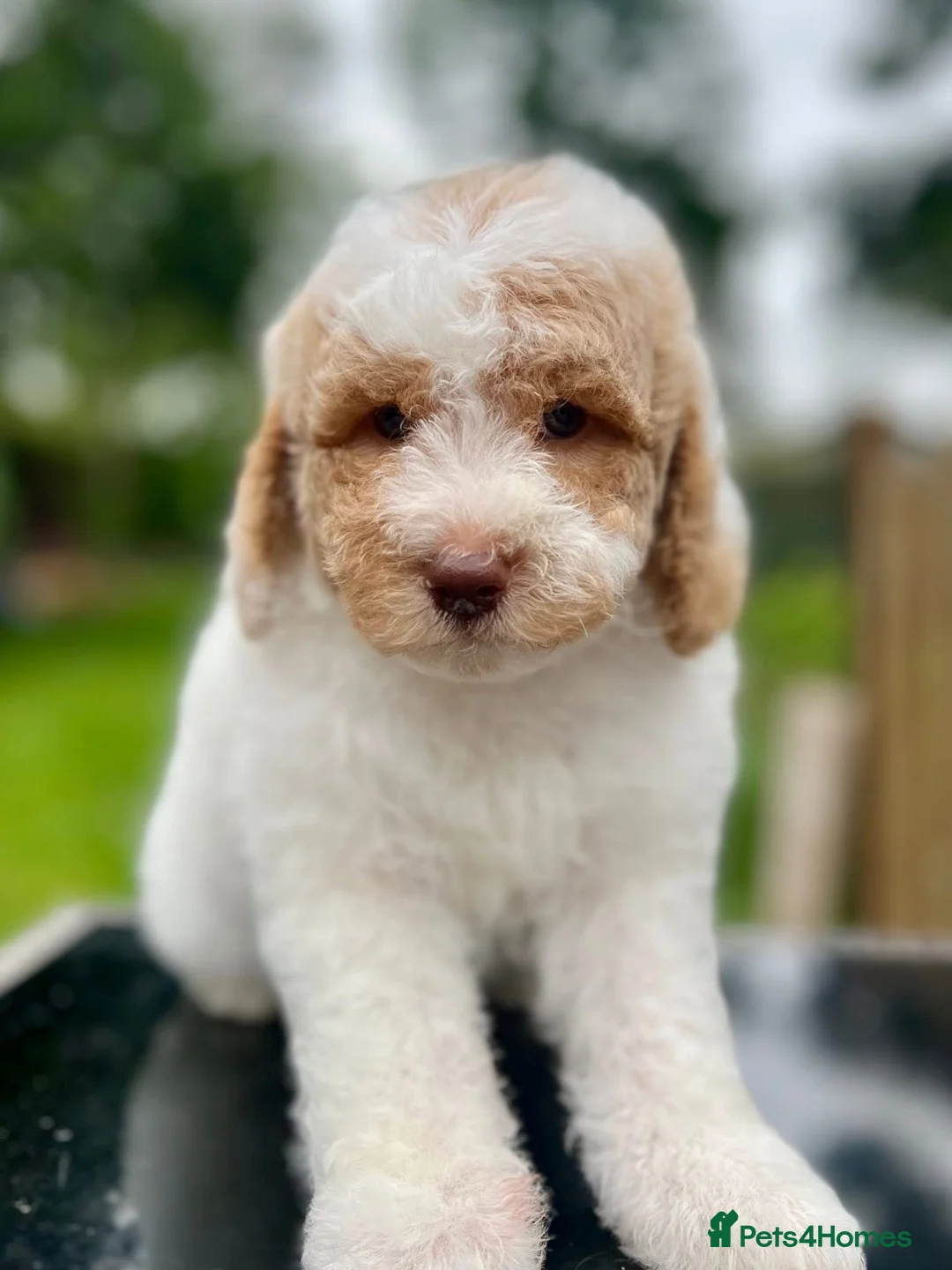 Miniature Poodle dogs for stud: Professional Stud Service - Cookie -Apricot Parti  - Advert 4