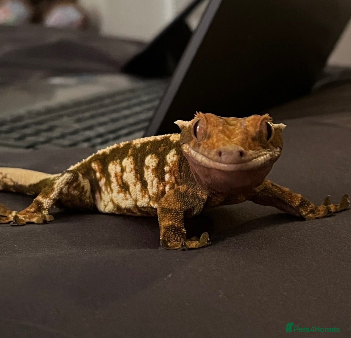 Gecko reptiles Female Crested Gecko for sale  - Advert 1