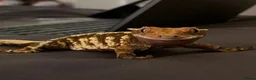 Gecko reptiles for sale: Female Crested Gecko for sale  - Advert 1