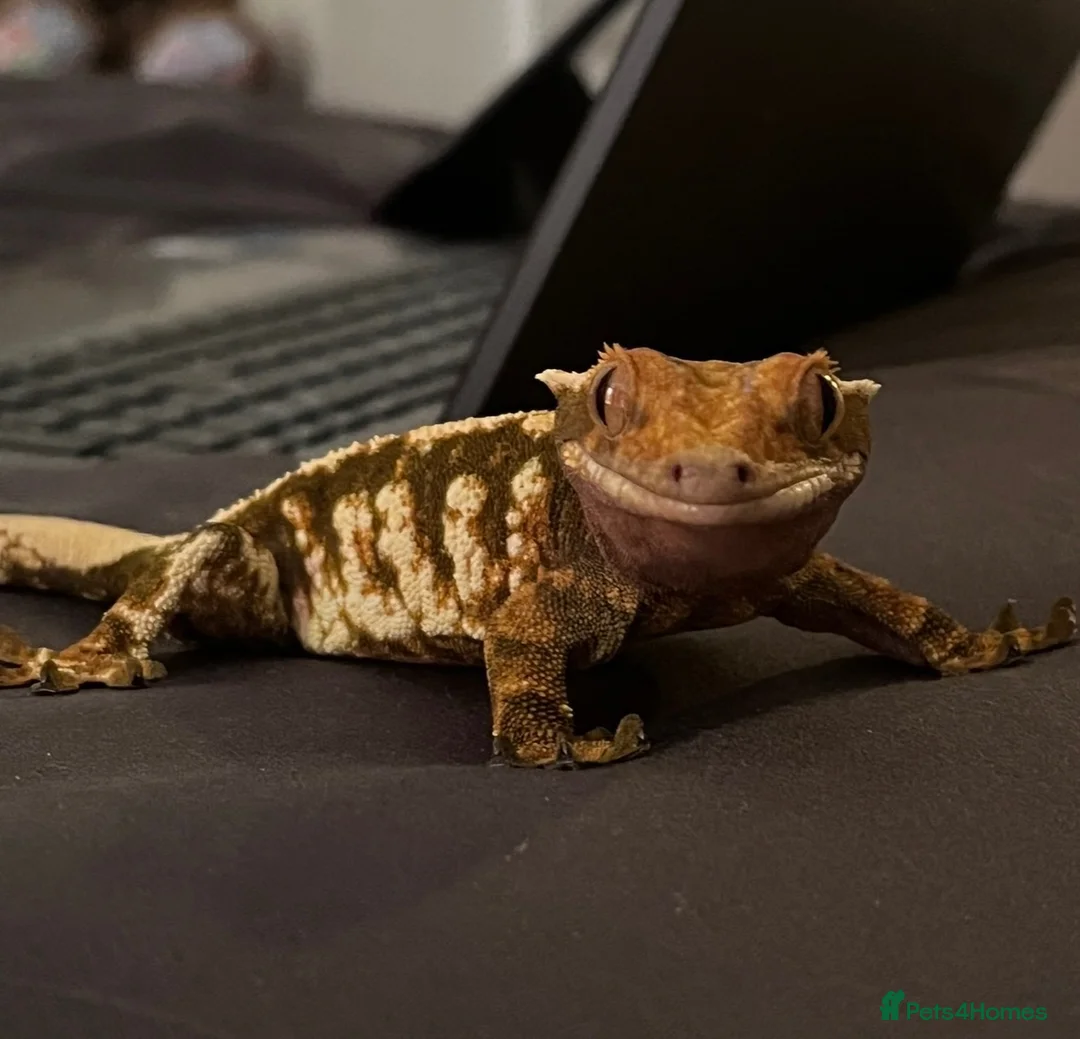 Gecko reptiles for sale: Female Crested Gecko for sale  - Advert 1