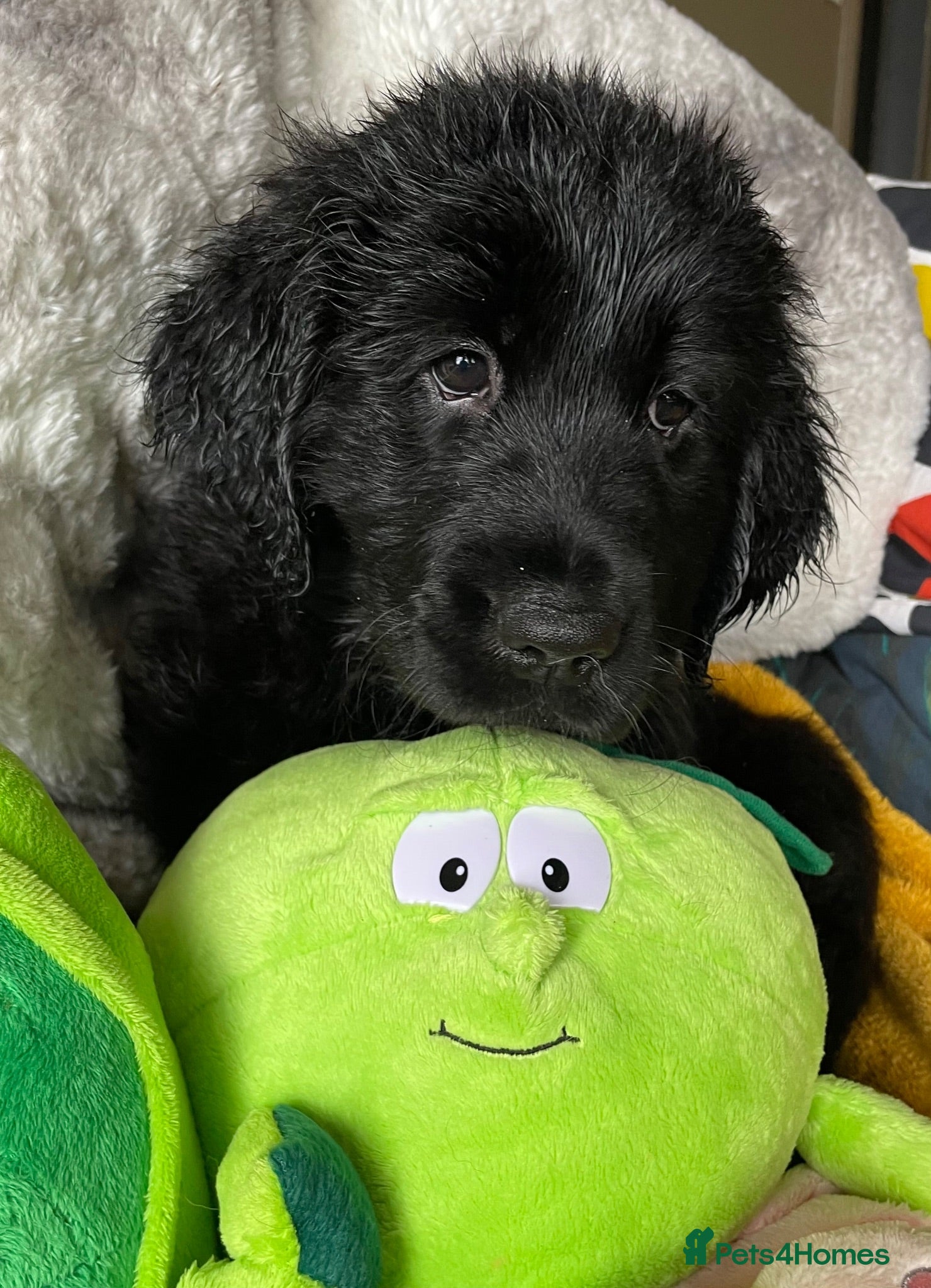 Mixed Breed dogs Retriever puppies for sale - Advert 1