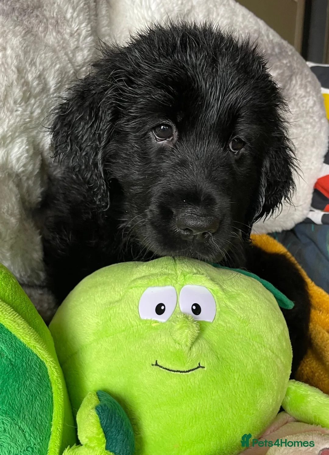 Mixed Breed dogs for sale: Retriever puppies for sale - Advert 1