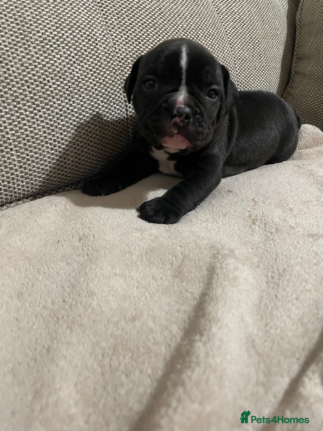 Mixed Breed dogs for sale: Ready to leave mixed breed pups  - Advert 4