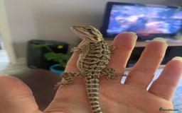 Bearded Dragon reptiles for sale: Beautiful female adult leatherback bearded dragon  - Image 2