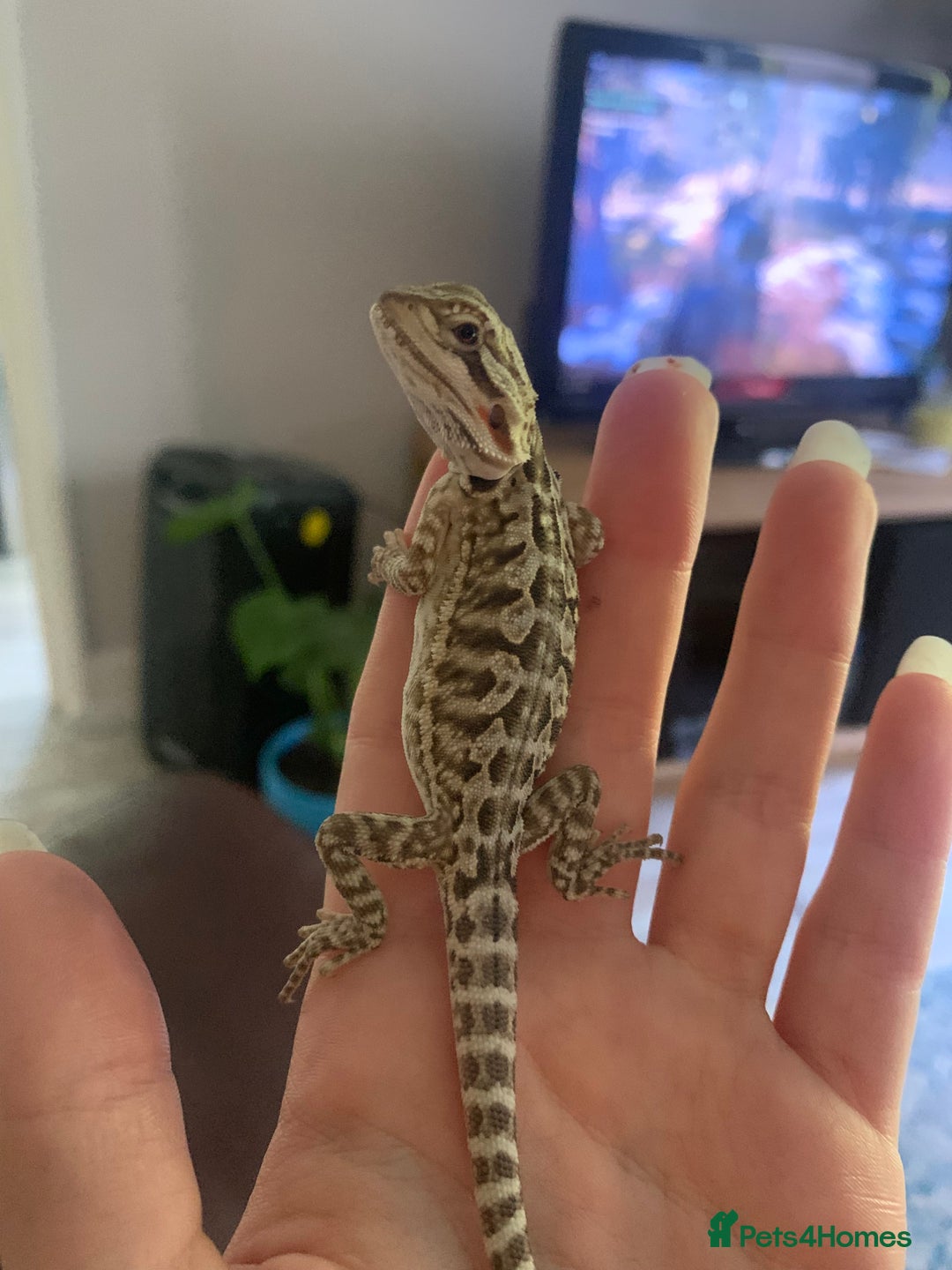Bearded Dragon reptiles for sale: Beautiful female adult leatherback bearded dragon  - Image 2