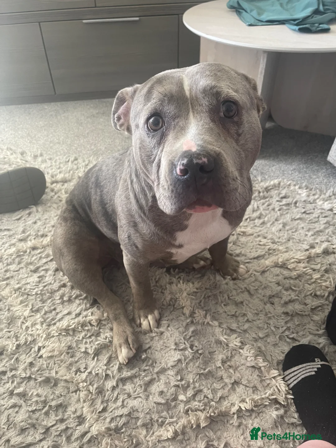 Mixed Breed dogs for sale: A merle pocket bully for sale - Advert 2