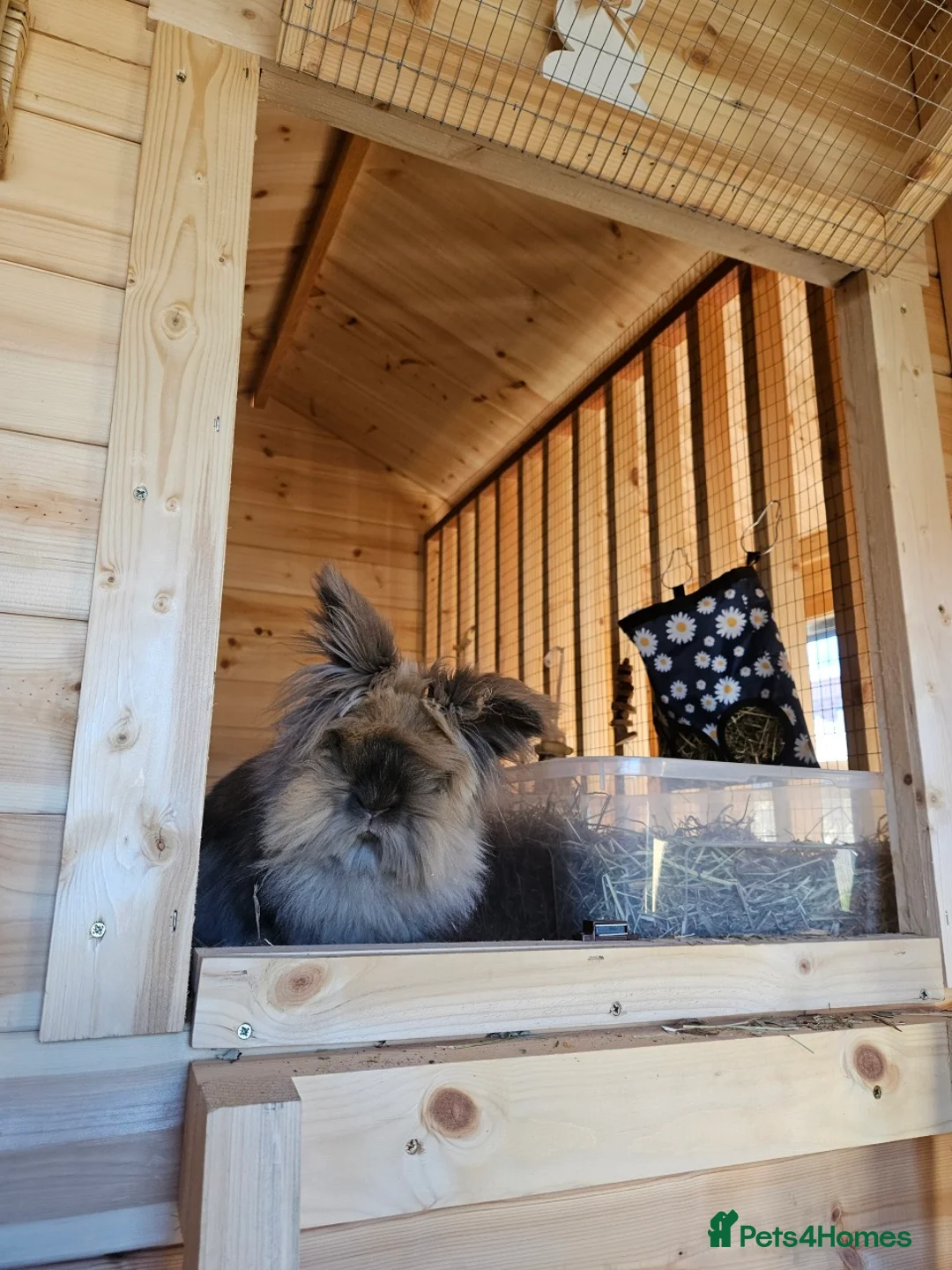 Lionhead rabbits for sale: 2 female spayed rabbits - Advert 14