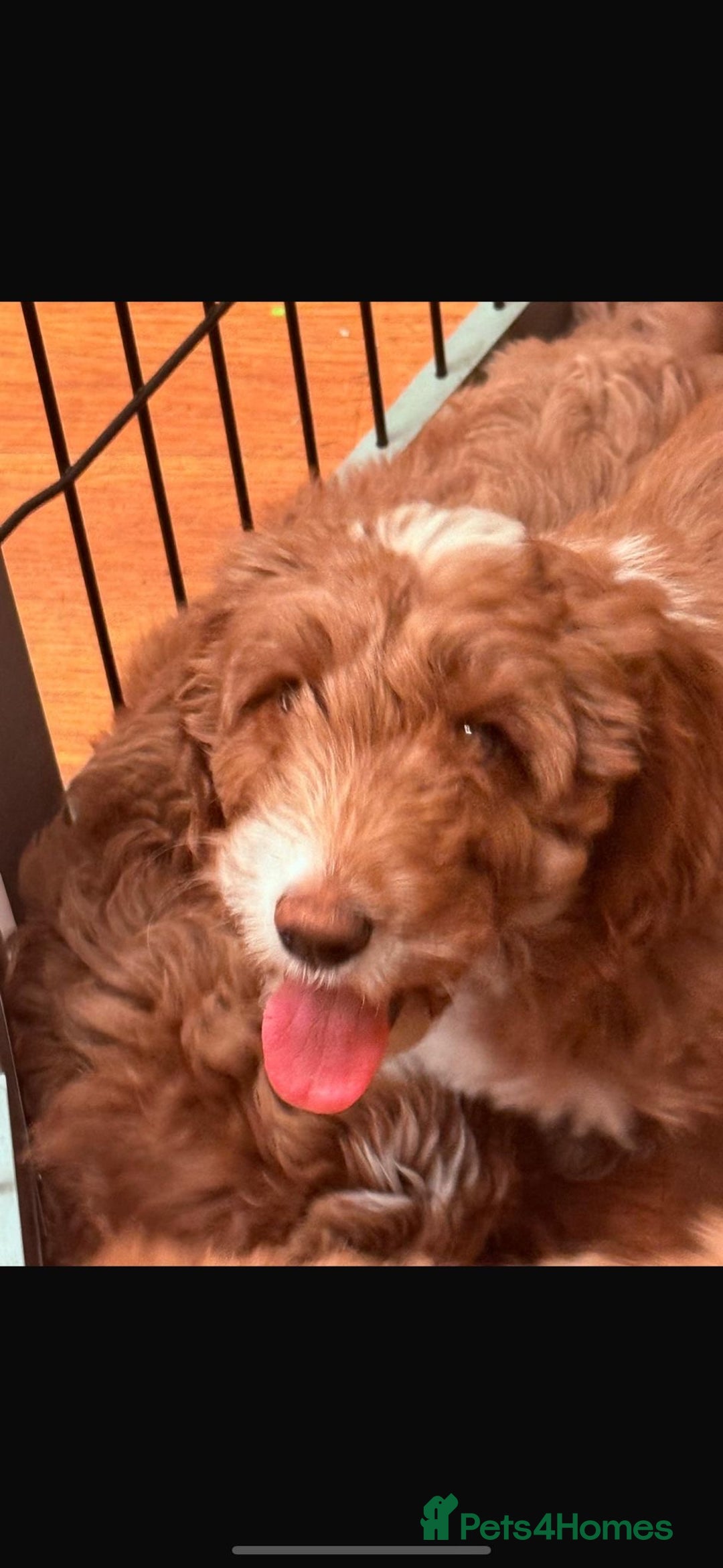 Labradoodle dogs for sale: Labradoodles  - Advert 7