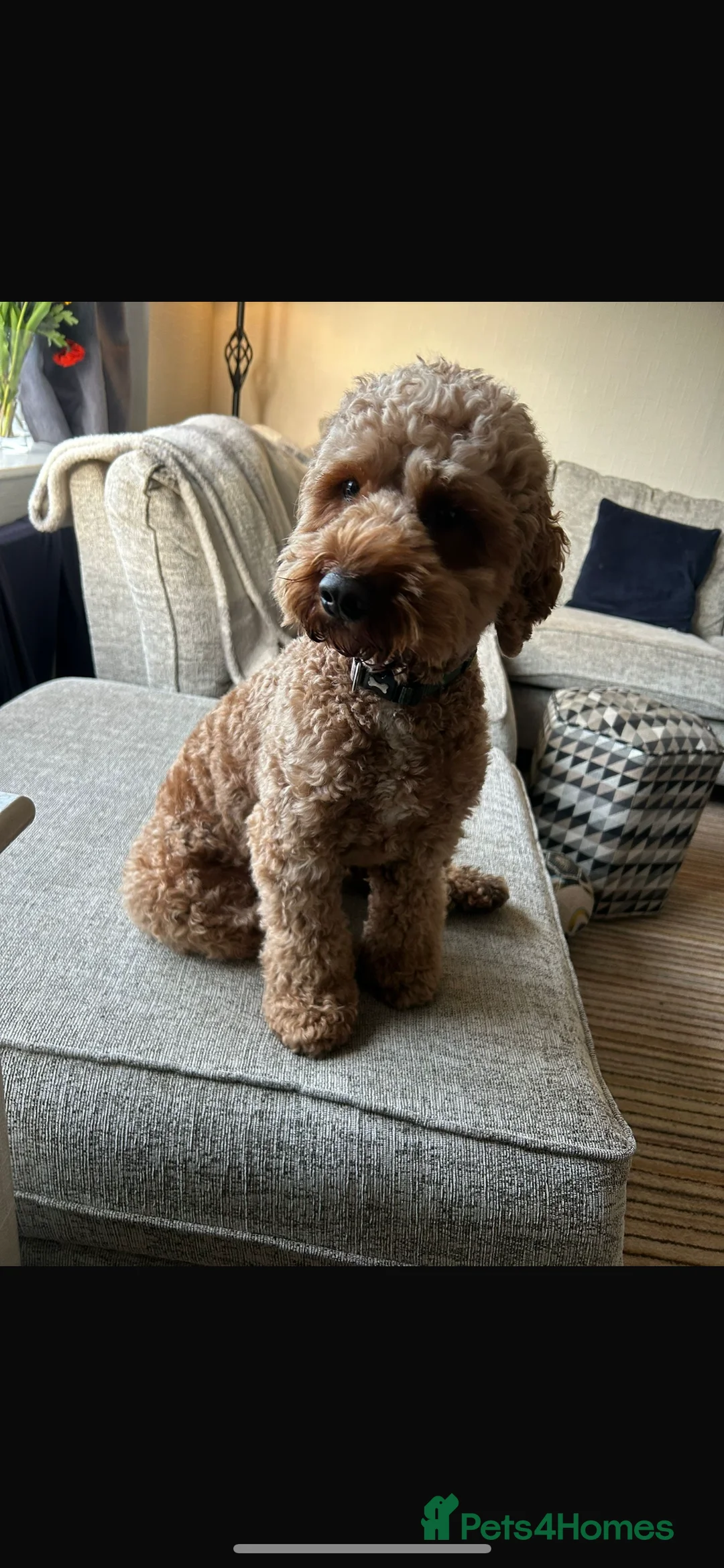 Cockapoo dogs for sale: Rehoming Cockapoo - Advert 1