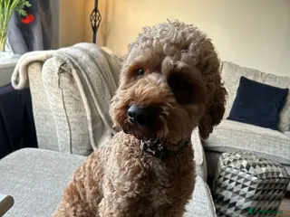 Cockapoo dogs Rehoming Cockapoo - Advert 2