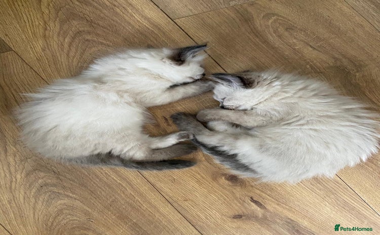 Mixed Breed cats - Advert 2
