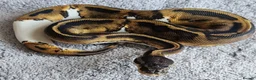 Python Snake reptiles for sale: Female royal pythons for sale - Advert 1
