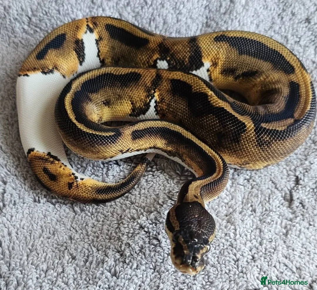Python Snake reptiles for sale: Female royal pythons for sale - Advert 1