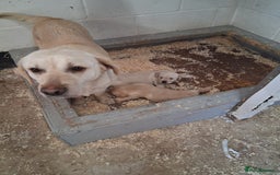 Labrador Retriever dogs for sale: Big chunky Labrador Boy - Image 7
