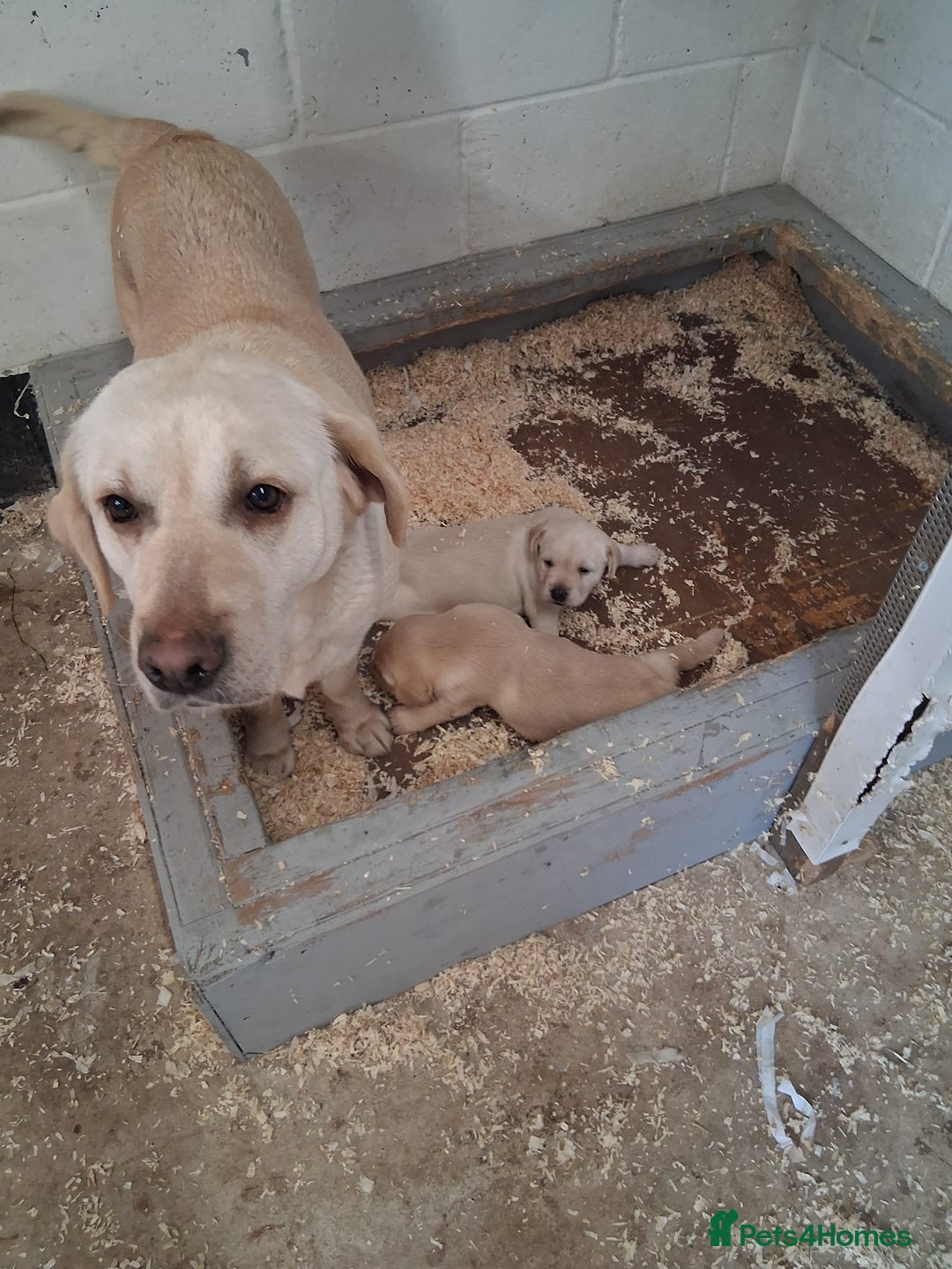 Labrador Retriever dogs for sale: Big chunky Labrador Boy - Image 7